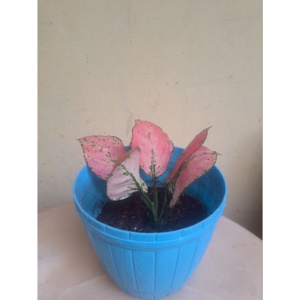 Aglonema Komkom Orange