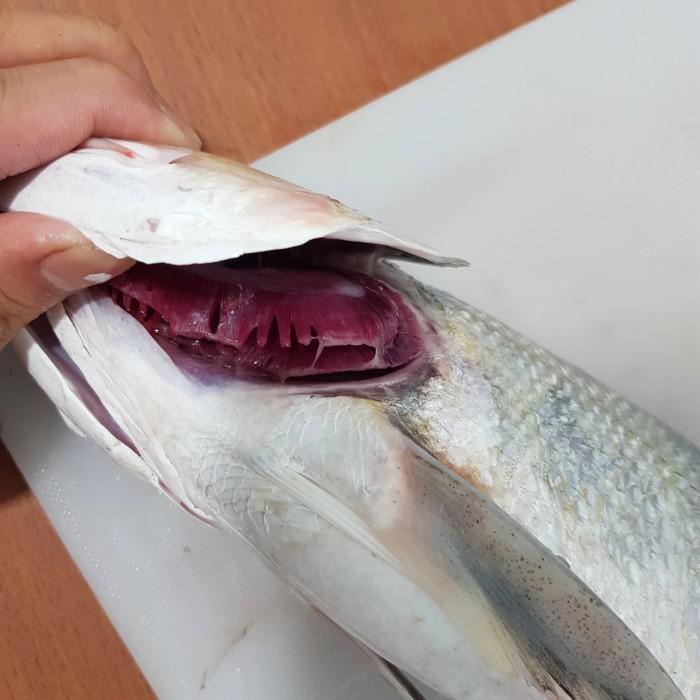 

Ikan Senangin Segar / Ikan Kuro Segar Terjamin Dan Berkualitas