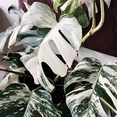 Monstera White Tiger
