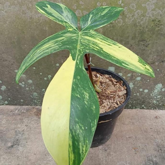 philodendron florida beauty variegata flobe - florida beauty varigata