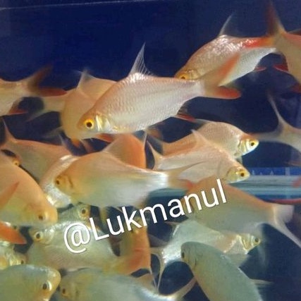 Ikan kaviat albino kapiat size M