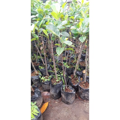 Bibit nangka okulasi