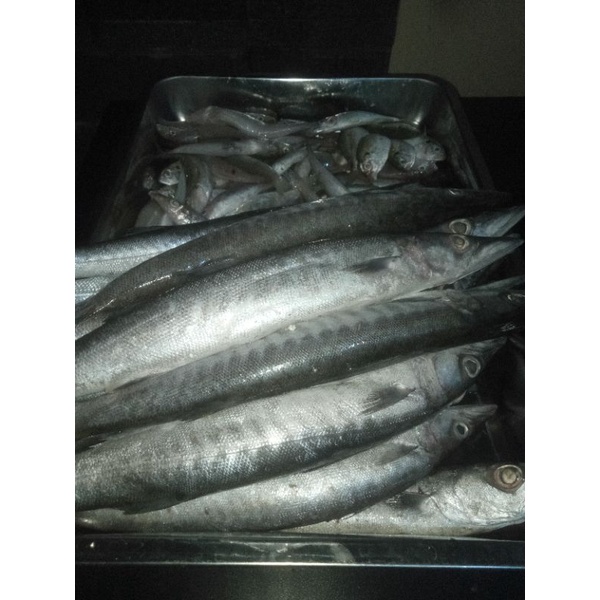 

ikan baracuda segar