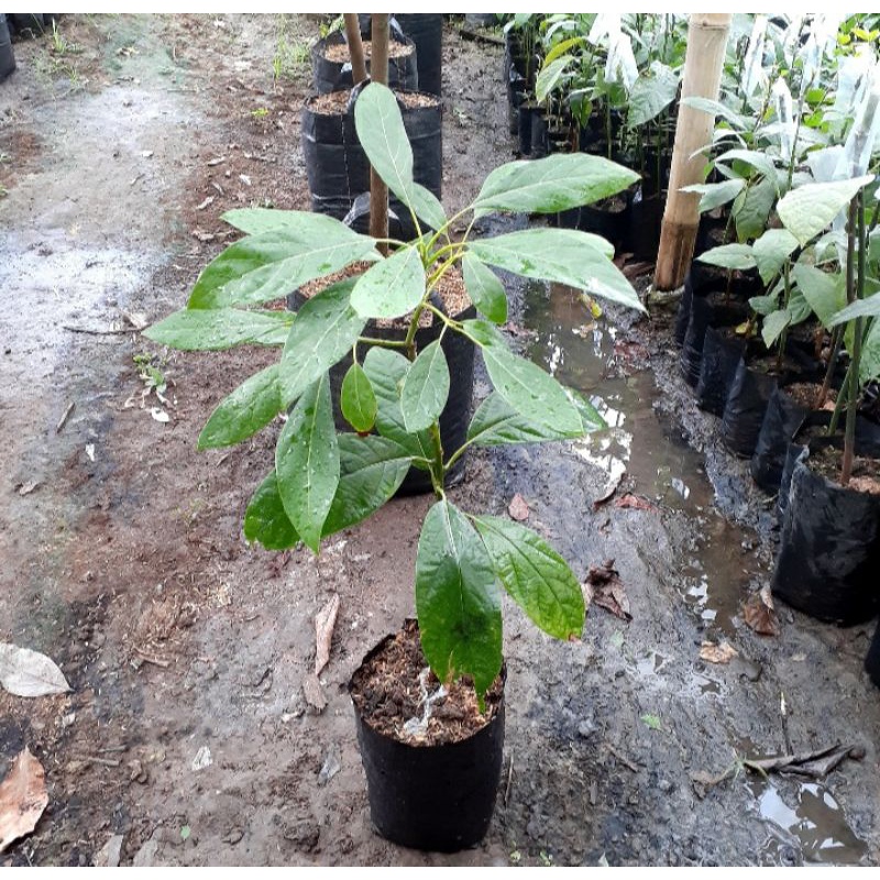 Bibit Alpukat Hass Okulasi