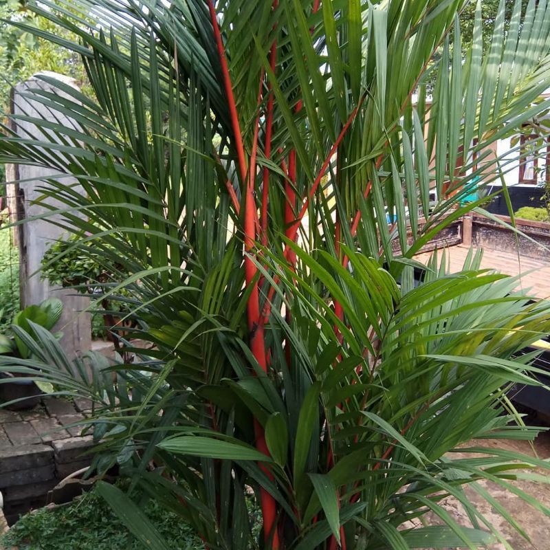 ( TERMURAH) Tanaman Hias Palem Merah Tinggi 1 Meter - Pohon Palem Merah 1Meter - Tanaman Hidup Palem