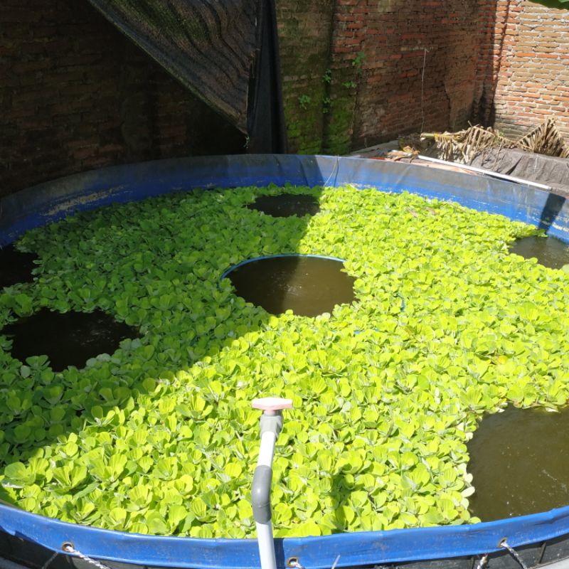 Tanaman Air Apu-Apu Mawar