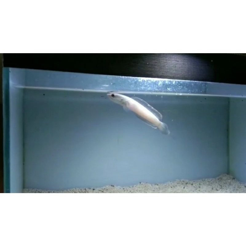 channa limbata albino putih uk 7cm