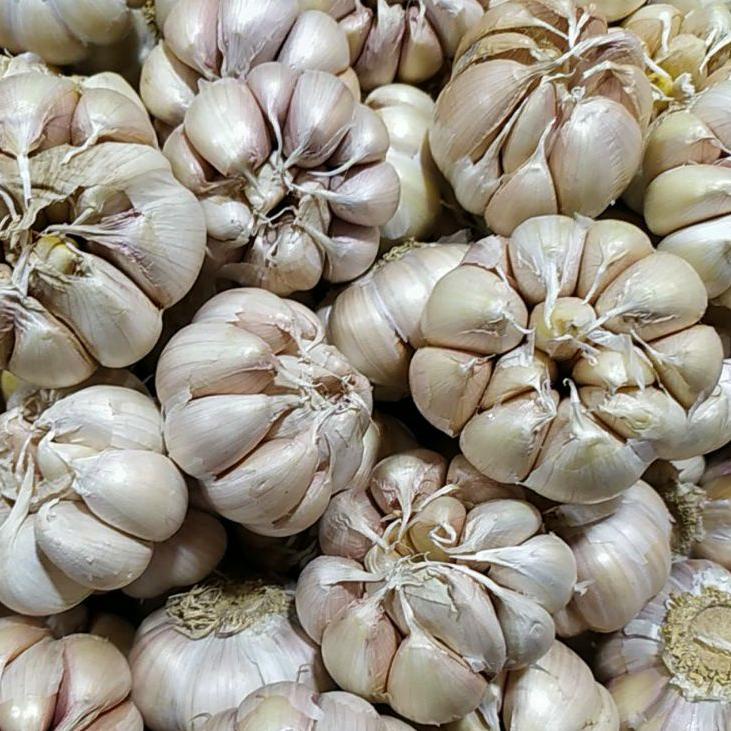 

KodeMm3M7 bawang putih banci 1kg/ Honan