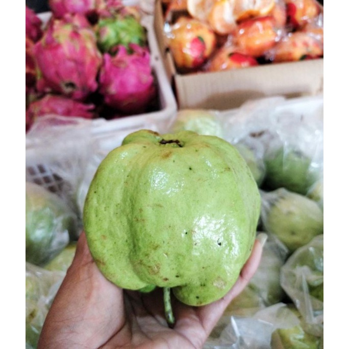 

JAMBU KRISTAL JAMBU CRYSTAL SEGAR (HARGA PER KG)