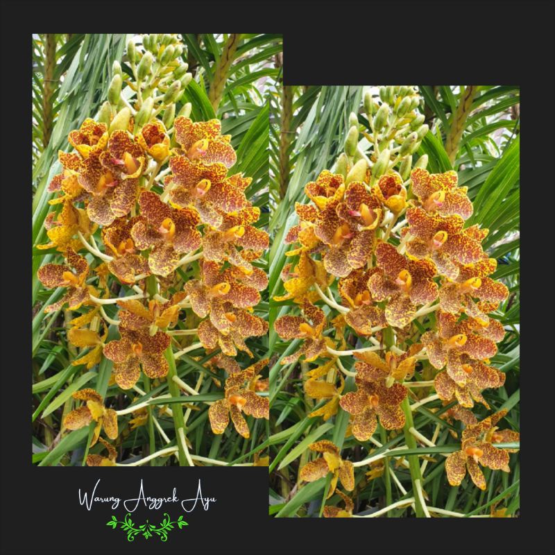 Anggrek macan/ Grammatophyllum Speciosum Remaja