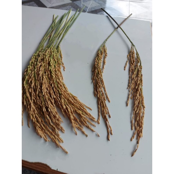 Benih PADI SR P08 ug genjah 70-75 hst 1 kg