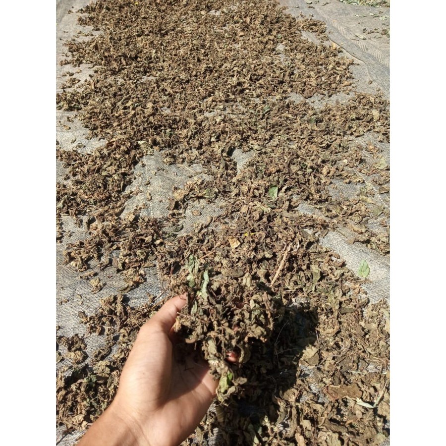 

daun janggelan kering bahan baku cincau hitam asli dari kebun sendir