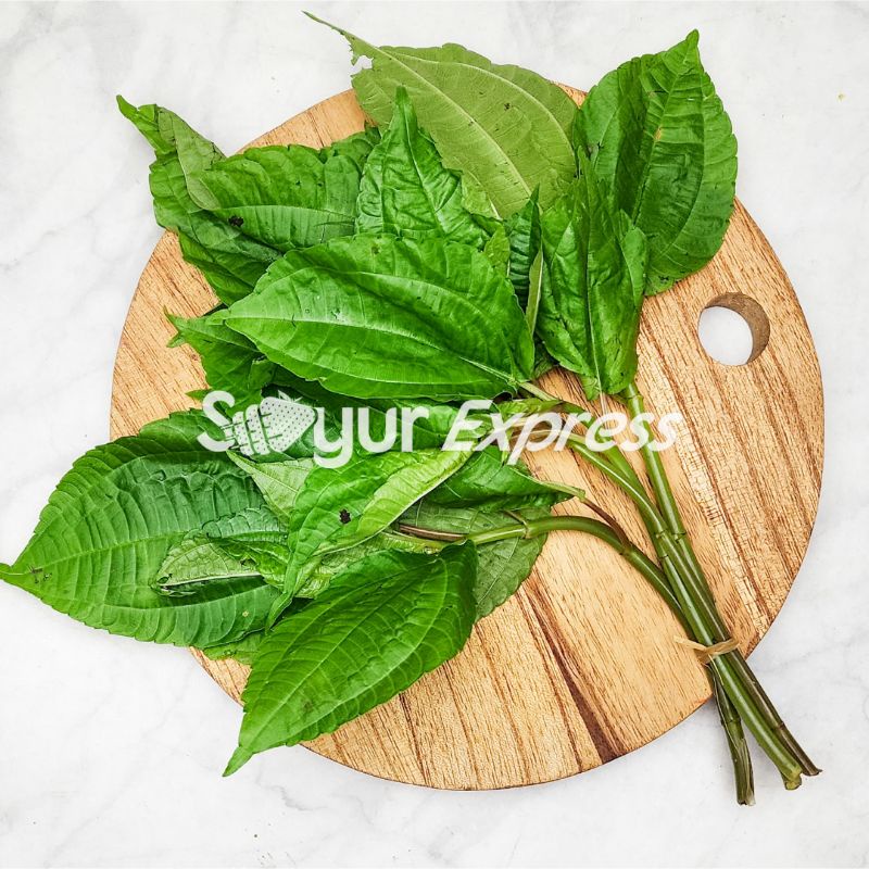 

KIRIM INSTAN Daun Poh Pohan 1 ikat