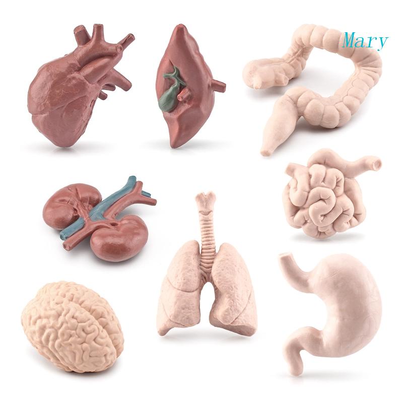 Mary Organ Tubuh Torso Manusia Miniatur Organ Anatomi Model Edukasi Montessori Mainan Kiddie Boy Girl Collection Figurines