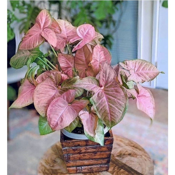 syngonium pink - tanaman hias syngonium pink - singonium syngonium