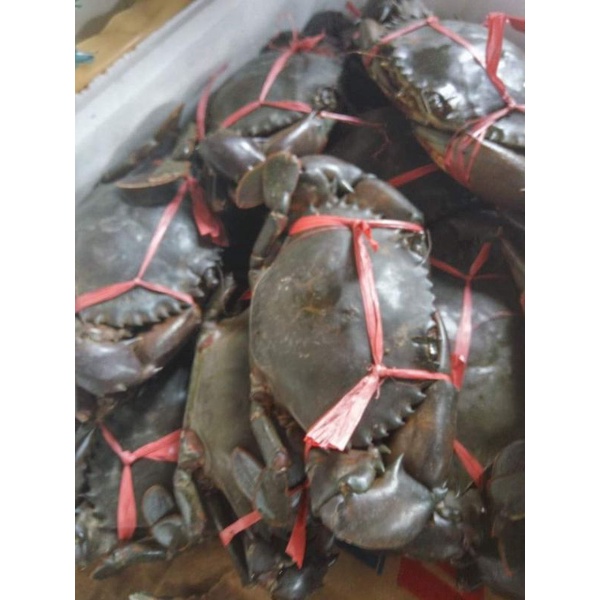 

KEPITING HIDUP 1KG