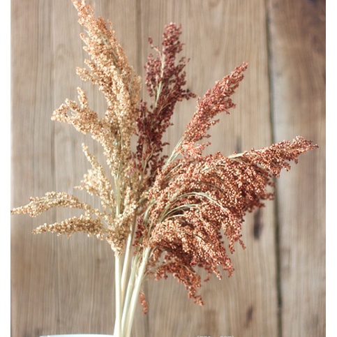 DRIED SORGHUM FLOWER / BUNGA CANTEL