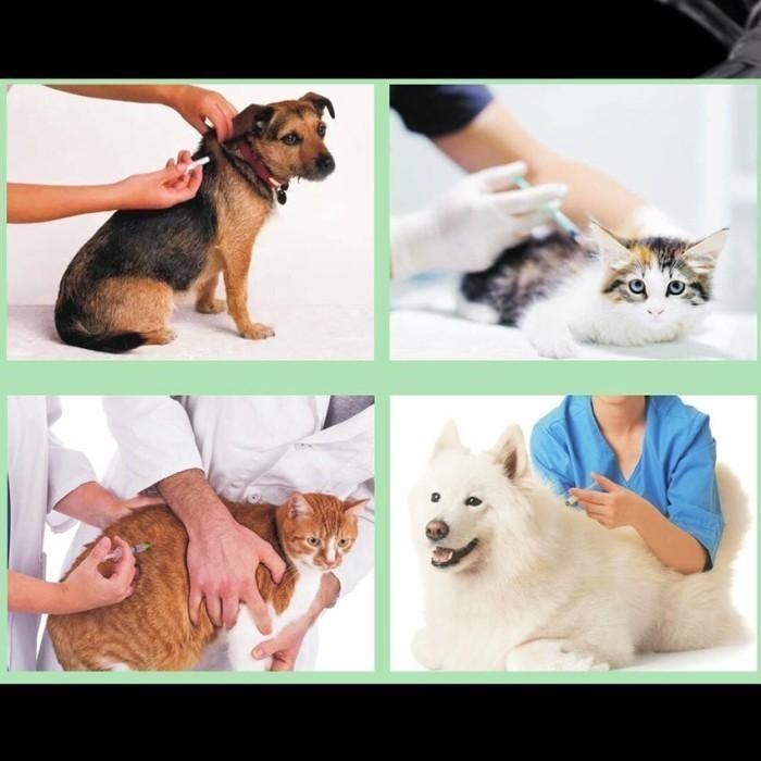 Alat Suntik 10ml Spuit Syringe Suntikan Tabung Mika Sapi Babi Kambing