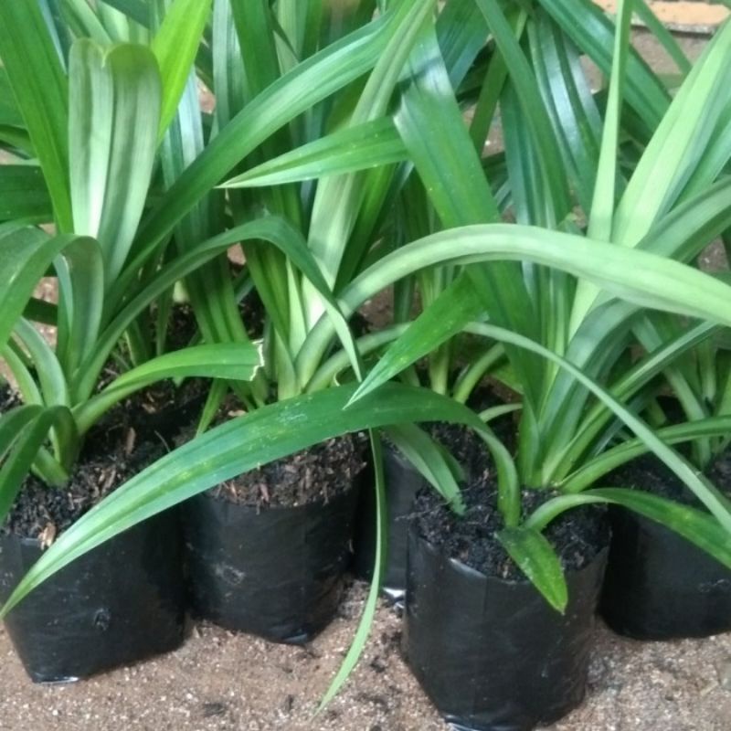 

pandan wangi