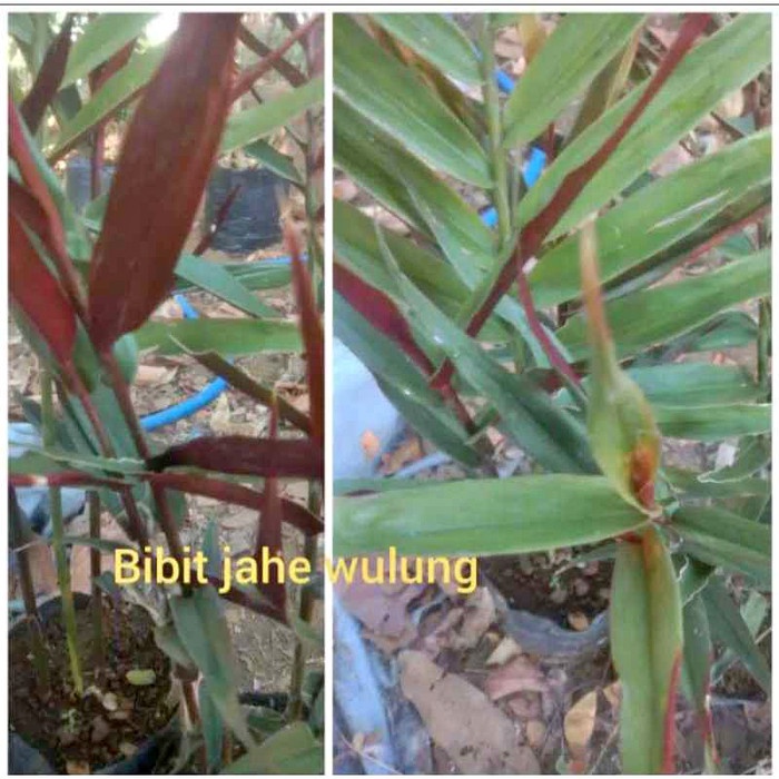 Suplayer Bibit Jahe Wulung / Jahe Hitam