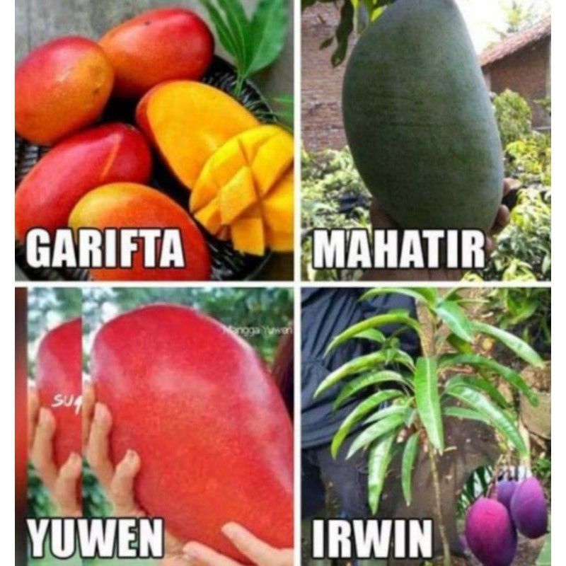 Paket 4 Bibit Buah Mangga (Mahatir Irwin Garifta Yuwen)