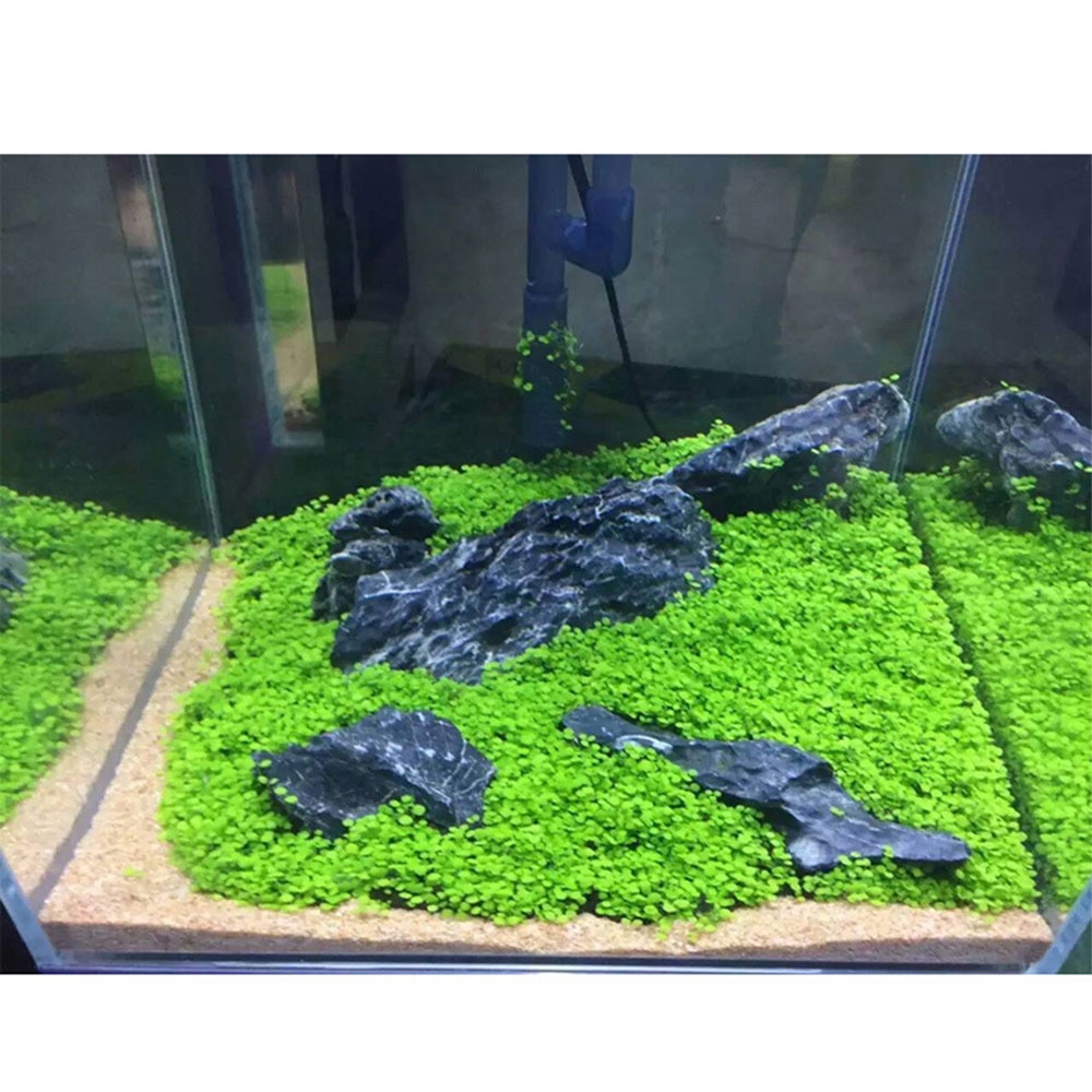 PeliharaanBibit Rumput Air Dekorasi Aquarium Landscape Ornament