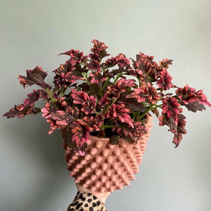 ( TERMURAH) Tanaman Hias Miana Ekor Naga Merah - Bunga Miana Ekor Naga Merah - Tanaman Hidup Miana E