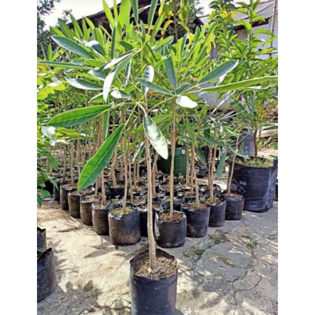 BIBIT BUNGA TABEBUYA WARNA KUNING 1 METER