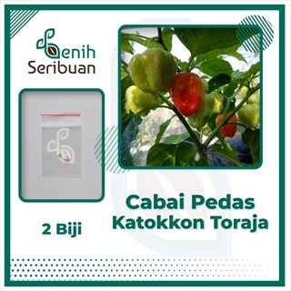 2 Bibit Cabe Katokkon Toraja Super Asli Benih Cabai Hias Sangat Pedas Tanaman Sayuran Lada Premium