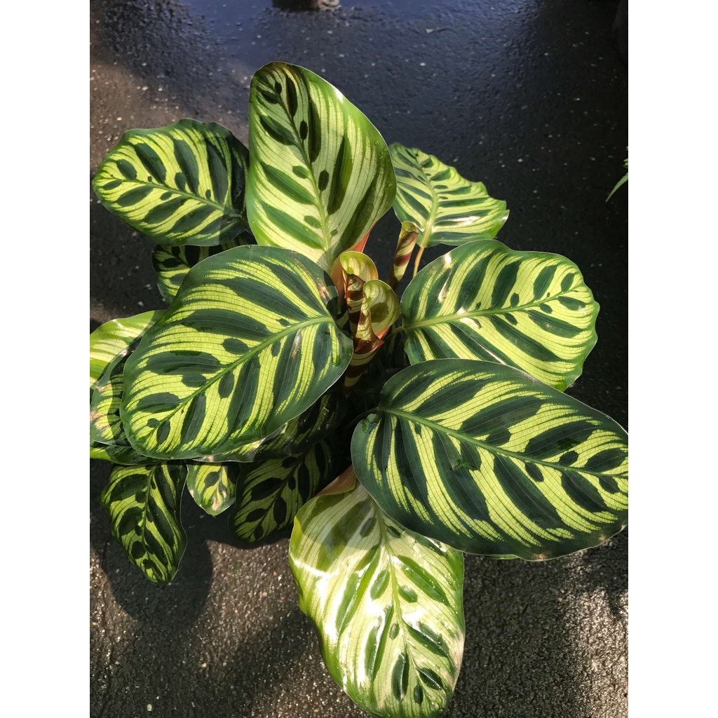 Tanaman Hias Calathea Makoyana - Calathea Macan