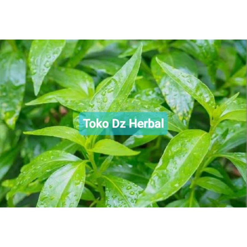 

Daun sambiloto segar petik langsung organik-az