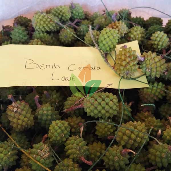 Biji Cemara Laut Glodongan Siap Semai