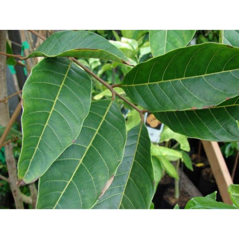 

DAUN RAMBUTAN SEGAR 1KG MURAH OBAT HERBAL OBAT TRADISIAONAL