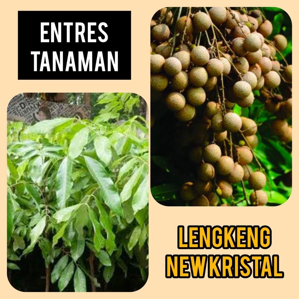 Entres Lengkeng New Kristal