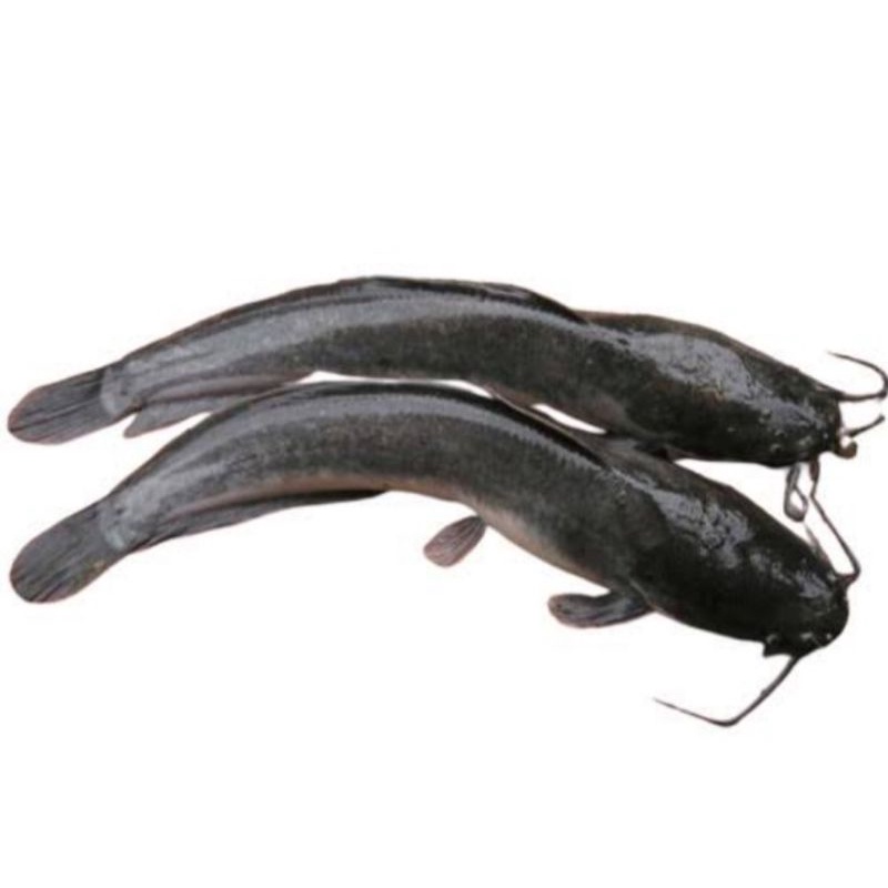 

ikan lele segar fresh bandung 500gr