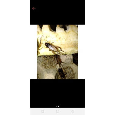 

telur jangkrik kemasan 2ons