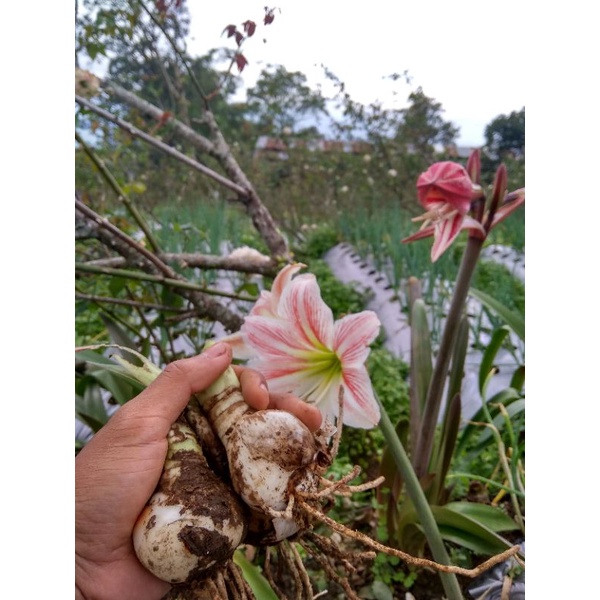 UMBI AMARILIS PUTIH GRADASI MERAH/UMBI AMARILIS/BIBIT BUNGA AMARILIS PUTIH