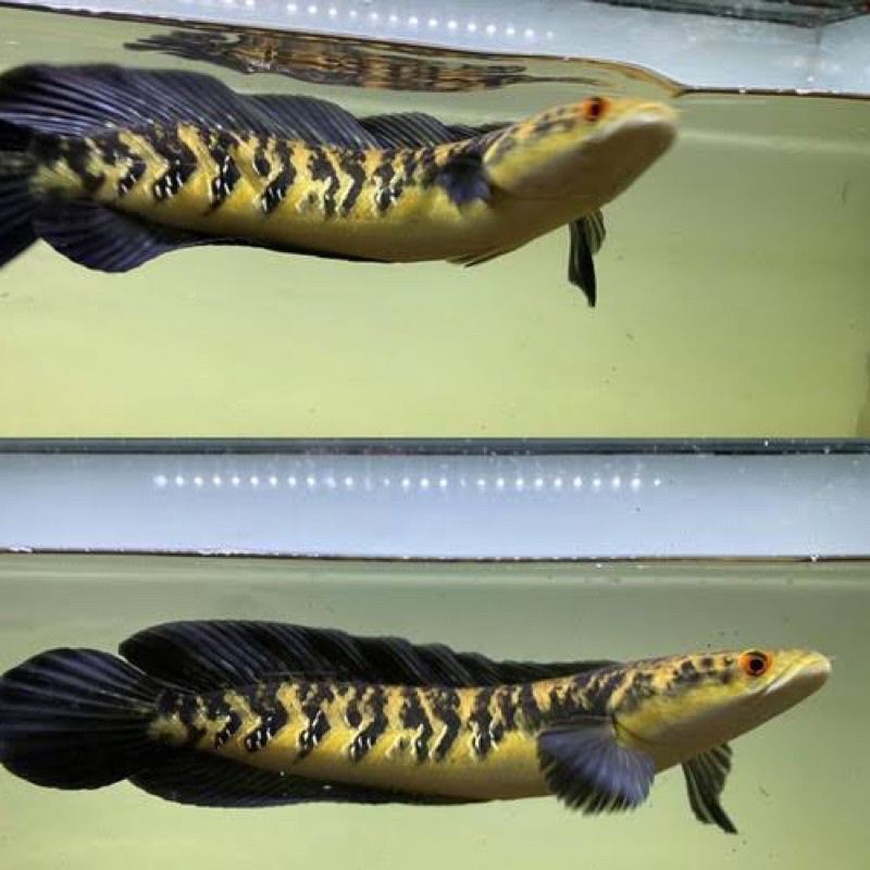 Ikan Channa Maru Yellow Sentarum size 8-10 cm Channa YS Bercabung Dan Bar Tebal Genetik Bagus Premium Quality Garde AA