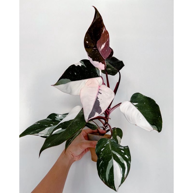 Tanaman Hias Philodendron Anderson Mewah / Philo White Andeson / pilo aderson variegata varigata var