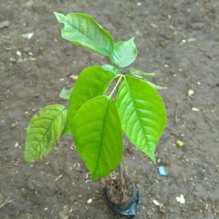 Obral Bibit Tanaman Buah Kecapi Pohon Buah Kecapi Murah