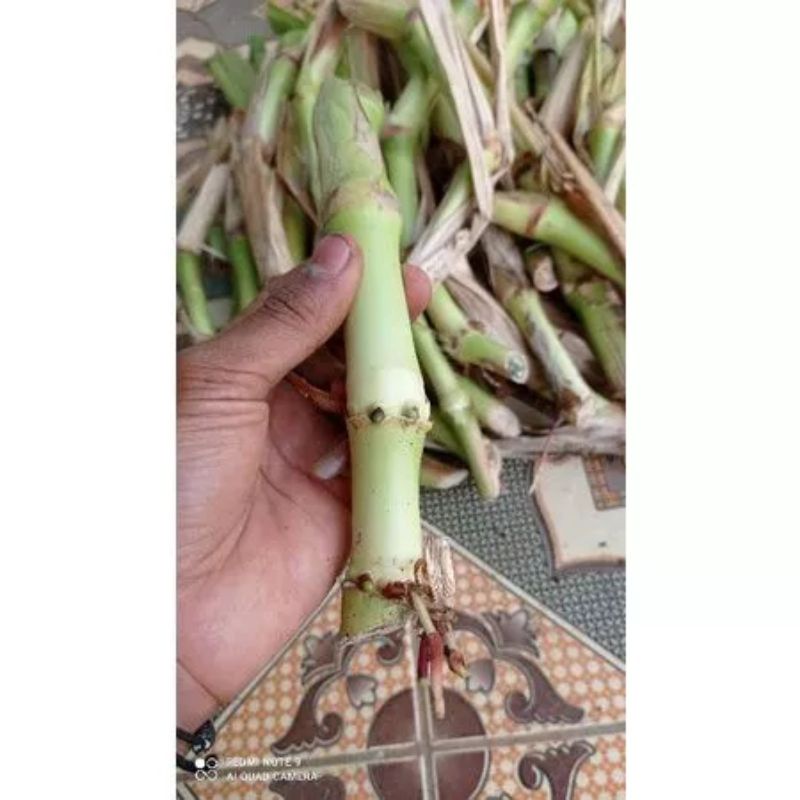 BIBIT RUMPUT GUATEMALA/STEK RUMPUT GUATEMALA/per stek