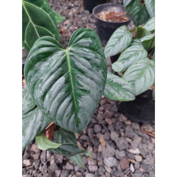 Philodendron Sodiroi