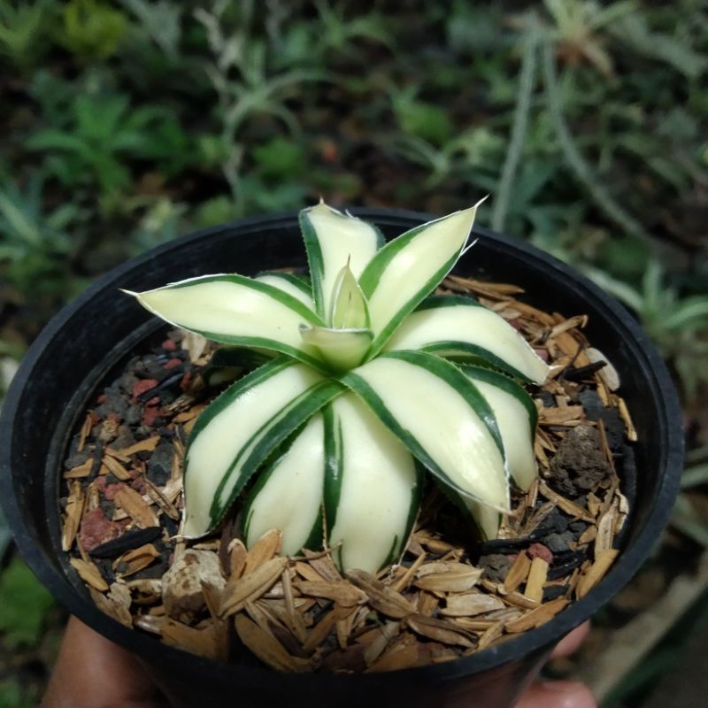 kaktus sukulen// agave filifera varigata