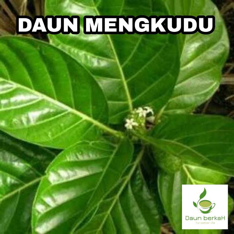 

DAUN MENGKUDU SEGAR LANGSUNG PETIK POHON 100g