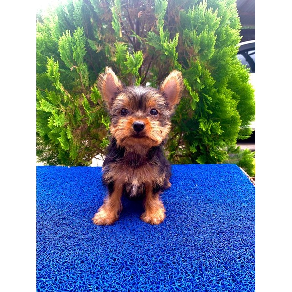 yorkshire terrier