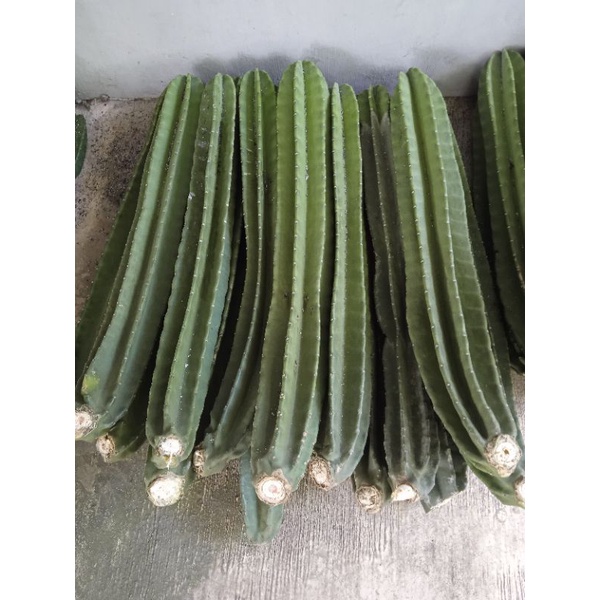 kaktus koboi // kaktus koboi besar // kaktus koboi ukuran 70-75cm