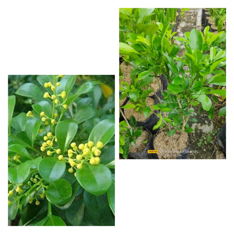 Tanaman Hias Pacar Cina