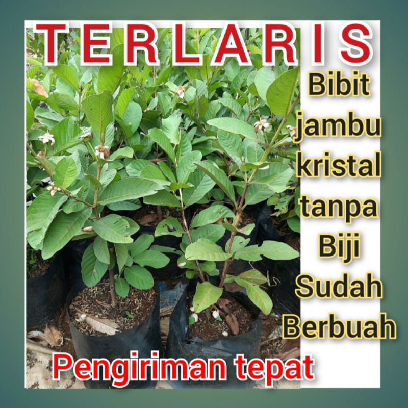 Jual Rkc Bibit Jambu Kristal Tanpa Biji Sudah Berbuah Siap Tanam Bibit Jambu Kristal Batang