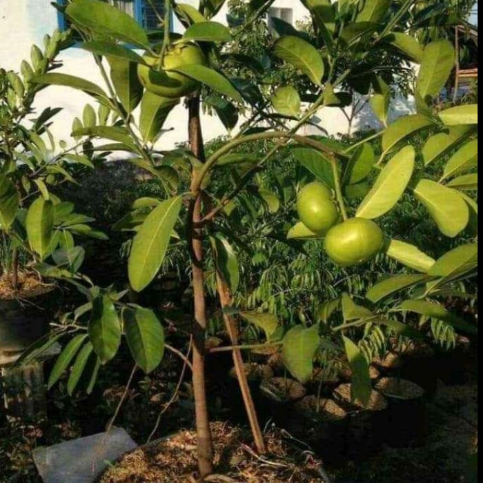 Suplayer Bibit Black Sapote Giant Jumbo Tinggi 70 - 90 Cm Hasil Okulasi