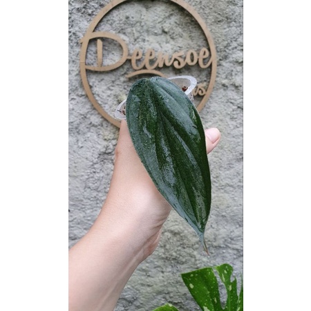 philodendron burlemarx fantasy ekonomis B (tunas)